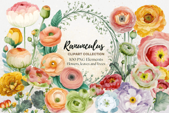 Watercolor Ranunculus Flower Collection Graphic Illustrations By Whimsical Art Prints