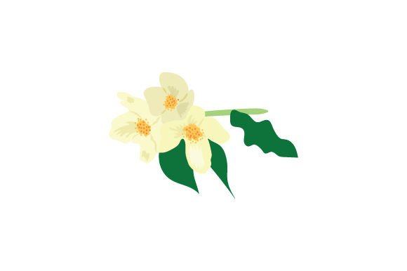 Idaho State Flower - Philadelphus Lewisii State Flowers Craft Cut File By Creative Fabrica Crafts