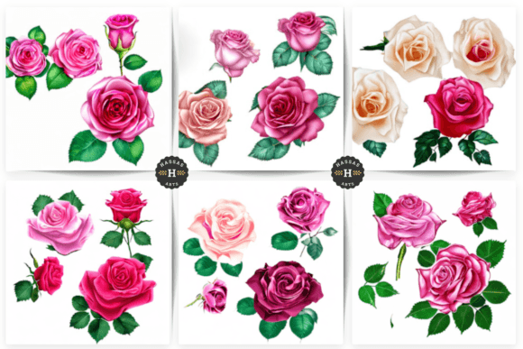 Rose Flowers Beautiful Collection Gráfico Gráficos IA Por Hassas Arts