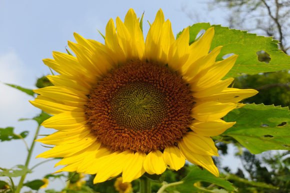 Sunflower Gráfico Fondos Por absalamuk