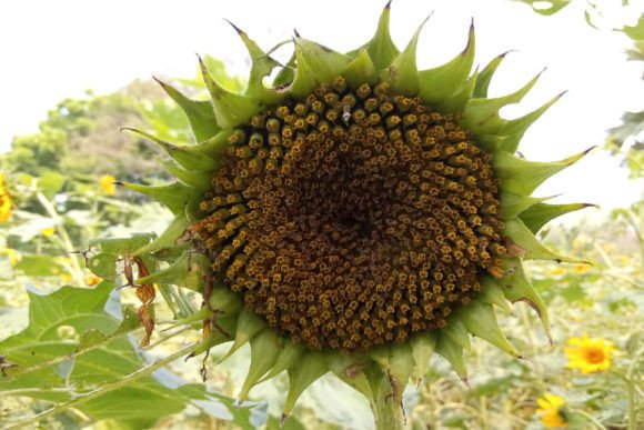 Sunflower Gráfico Fondos Por absalamuk