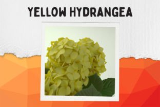 A Yellow Hydrangea Canvas Gráfico Gráficos de IA Por WonderWallArt 5