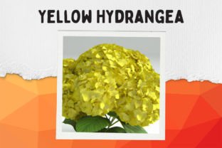 A Yellow Hydrangea Canvas Gráfico Gráficos de IA Por WonderWallArt 6
