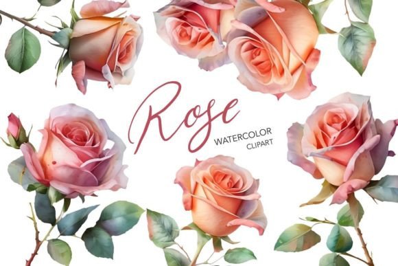 Watercolor Rose Clipart Graphic Illustrations By NKTKNS