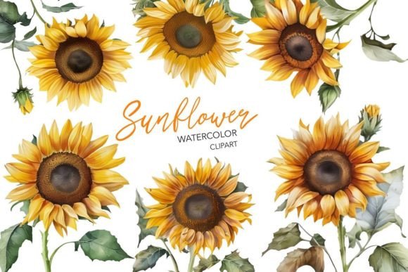 Watercolor Sunflower Clipart Gráfico Ilustraciones Imprimibles Por NKTKNS