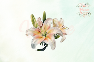Watercolor Lily Clipart Graphic Crafts By Venime 5