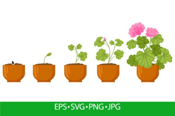 Cartoon Plant Growth Process, Flower Graphic Illustrations By winwin.artlab