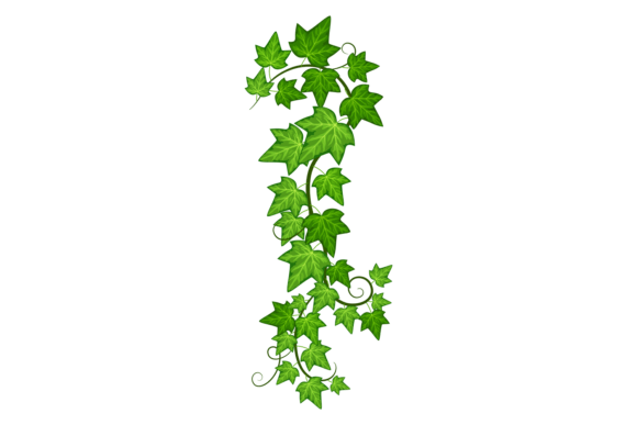 Ivy Foliage on Climbing Vine. Green Cree Gráfico Ilustraciones Imprimibles Por ladadikart