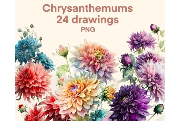 Chrysanthemums Clipart Watercolor Graphic Illustrations By HelloMyPrint