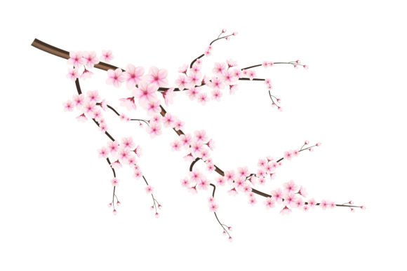 Cherry Blossom with Cherry Bud Graphic Illustrations By Tanu