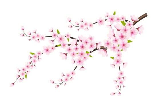 Cherry Blossom with Cherry Bud Graphic Illustrations By Tanu