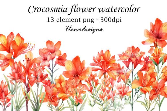 Crocosmia Flower Watercolor Graphic Illustrations By Hanodesigns