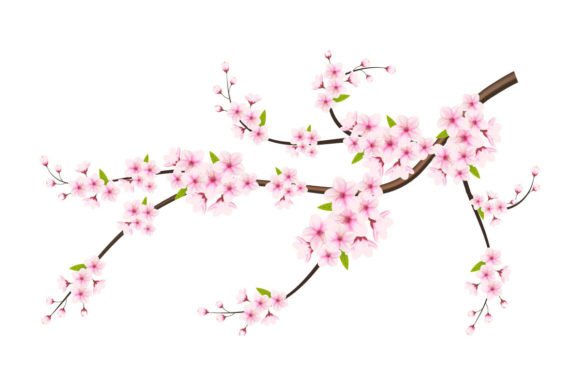 Vector Cherry Blossom Flower Blooming Graphic Illustrations By Tanu