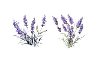 Watercolor Lavender Clipart Graphic Illustrations By NKTKNS 2