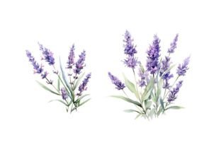 Watercolor Lavender Clipart Graphic Illustrations By NKTKNS 4