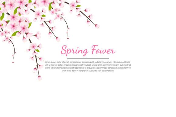 Cherry Blossom Background Graphic Illustrations By Tanu