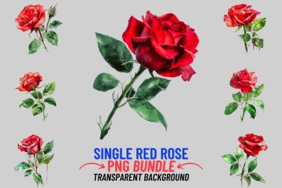 Single Red Rose 12 PNG Clipart Bundle Graphic Illustrations By DigitalCreativeDen