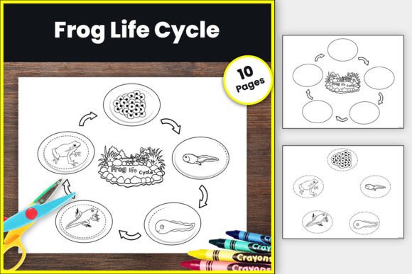 Life Cycle of a Frog Craft & Activities Grafik Arbeitsblätter und Unterrichtsmaterialien Von TheStudyKits