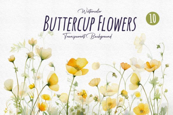 Watercolor Buttercup Flower Collections Gráfico Ilustrações para Impressão Por DesignBible