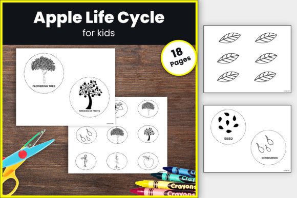 3-D Apple Life Cycle Craft & Activities Graphic Teaching Materials By TheStudyKits
