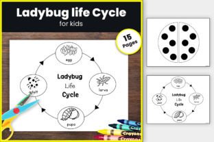Ladybug Life Cycle: Spring Activity Gráfico Materiais de Ensino e Planilhas de Trabalho Por TheStudyKits 1