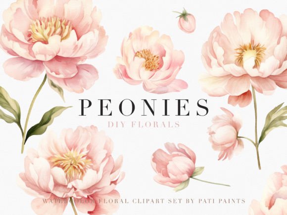 Watercolor Dusty Pink Peonies Cliparts Graphic Objects By patipaintsco