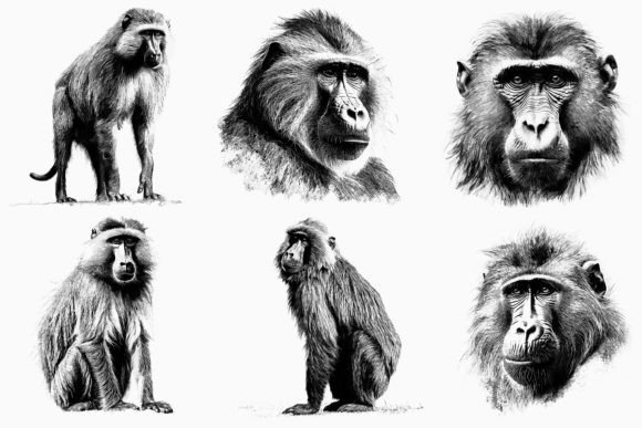 12 X Baboon Clipart Bundle Graphic AI Illustrations By Illustrately