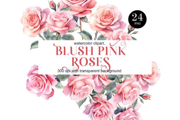 Delicate Blush Pink Roses Clipart Graphic Illustrations By Elena Dorosh Art