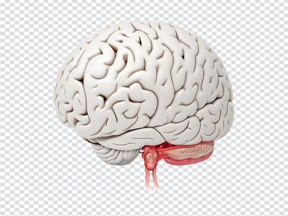 Human Internal Organ with Brain Graphic Scene Generators By Design_love