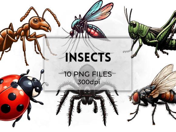 Insects Clipart Illustrations Collection Graphic Illustrations By QM_ART