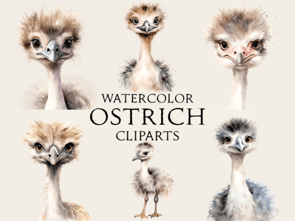 Watercolor Ostrich Cliparts Illustration Artisanat Par Abdel designer