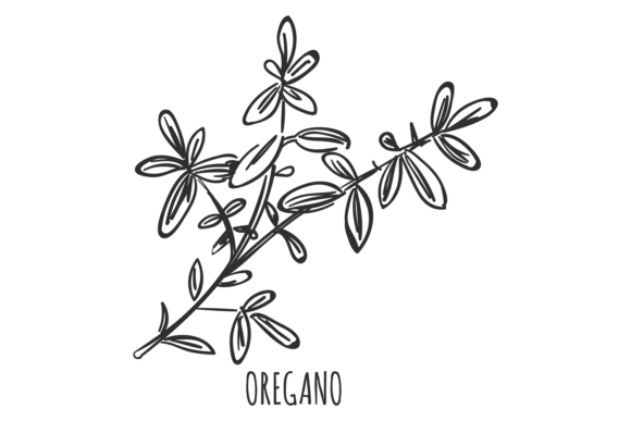 Oregano Herb. Hand Drawn Cooking Seasoni Graphic Illustrations By vectortatu