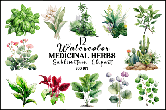 Watercolor Medicinal Herbs Clipart Graphic AI Illustrations By Naznin sultana jui