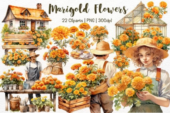 Marigold Flowers Watercolor Clipart Graphic Illustrations By PimmyArt