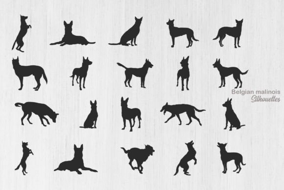 Belgian Malinois Silhouette, Belgian SVG Graphic Illustrations By Design_Lands