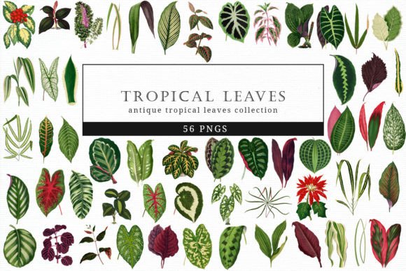Tropical Leaves Art Graphic Crafts By theclipartlady