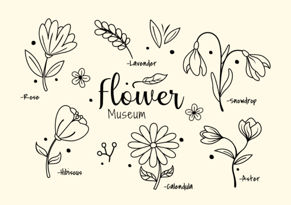 Flowers Illustration Sketch Black White Graphic Illustrations By ABs