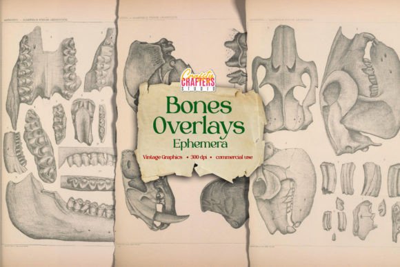 Bones & Skulls Vintage Ephemera Overlays Graphic Print Templates By CraftsyCraftersStudio