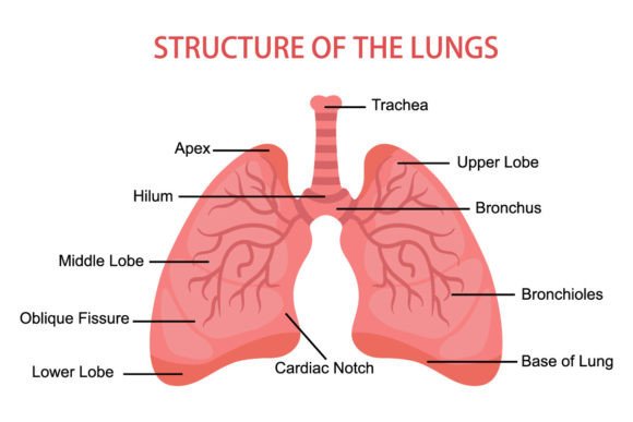 Human Lungs Anatomy Medical Illustration Illustrations Imprimables Par rachmat280814