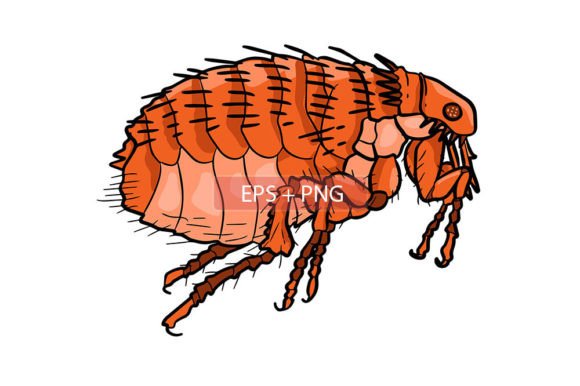 Flea Insect Animal Illustration Grafik Druckbare Illustrationen Von SCWorkspace