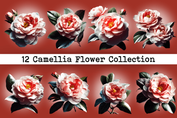 Camellia Flower Images Collection Illustration PNG transparents AI Par Hassas Arts