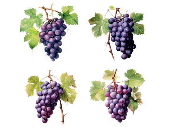Purple Grapes on a Vine with Green Leave Illustration PNG transparents AI Par Nayem Khan