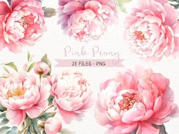 Watercolor Pink Peony. Blossom Peony Grafik KI Illustrationen Von Nicolle's Colorful Art