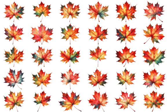 30 Autumn Maple Leaf Watercolor Bundle Graphic Illustrations By Design Store