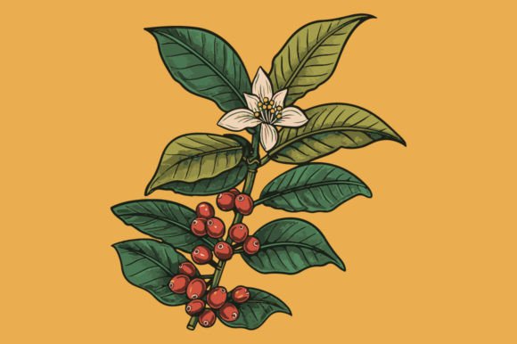 Coffee Plant Illustration Illustrations Imprimables Par unlimited art