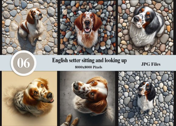 English Setter Sitting and Looking Up Graphic AI Graphics By Felicitube