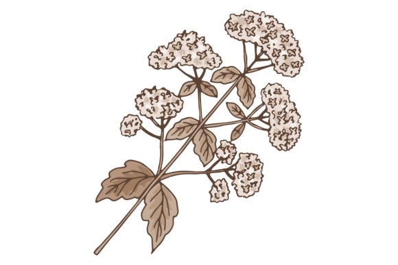Valerian Herb. Botanical Natural Flower. Grafik Druckbare Illustrationen Von onyxproj
