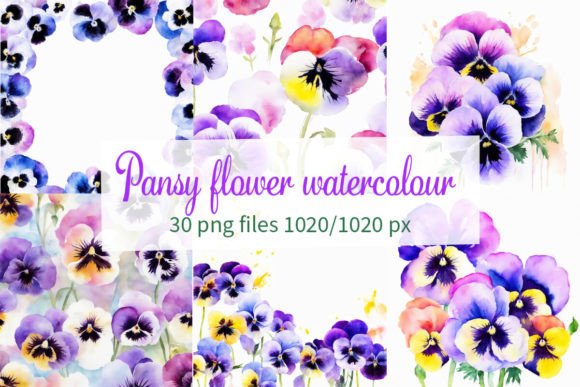 Pansy Flower Watercolour Grafik Druckbare Illustrationen Von elalalala