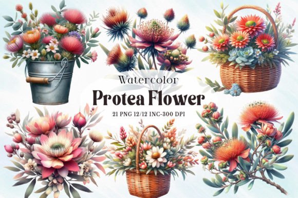 Protea Flower Watercolor Clipart Graphic Illustrations By RevolutionCraft