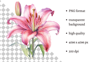 Watercolor Pink Tiger Lilies Clipart Graphic Illustrations By MashMashStickers